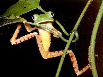 Grenouille